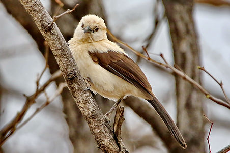 1403 750A3624c southern pied babbler.JPG