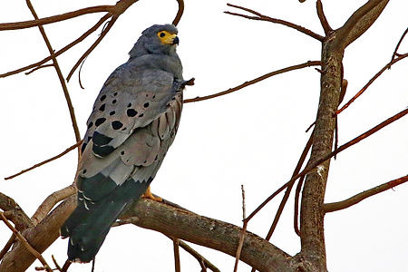 1156 750A4436c african harrier-hawk.jpg