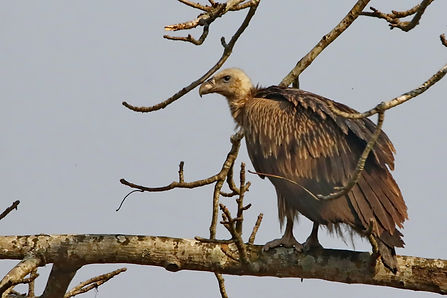 1930 vulture, himalayan bardia.jpg