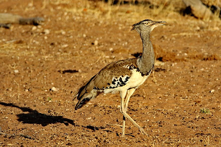 1195 750A3805cr kori bustard.JPG