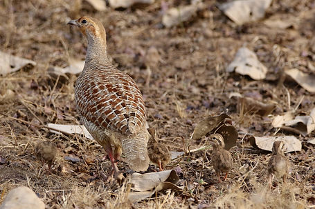 1732 francolin, grey ranthambore 2r.JPG