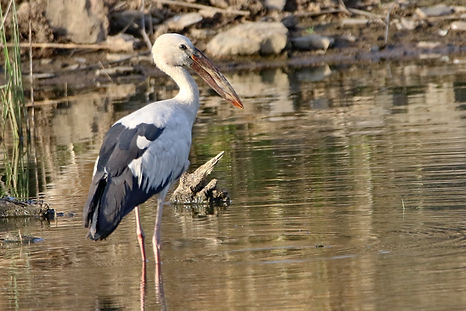1190 stork, asean open-billed ranthambore.JPG