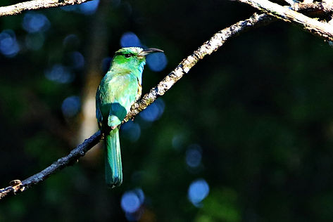 2590 750A5868c blue-bearded bee-eater.JPG