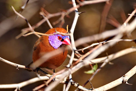 1688 750A4516c violet-eared waxbill.JPG