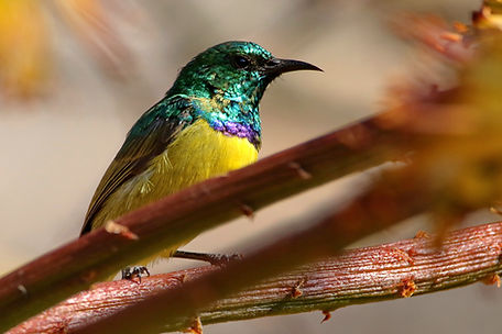 1608 750A1719r collared sunbird.JPG