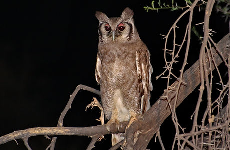1260 IMG_8965cr giant eagle-owl.jpg
