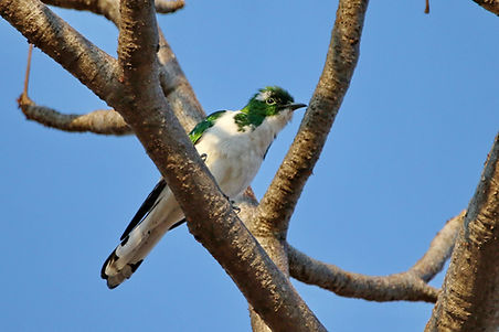 1249 750A4874c klaas cuckoo.JPG