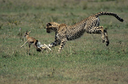 22 (39) 1623 c1r.jpg