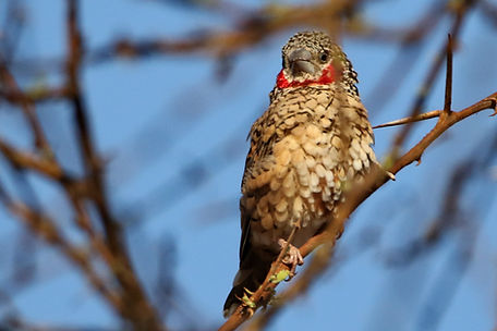 1682 750A5515c cut-throat finch.JPG