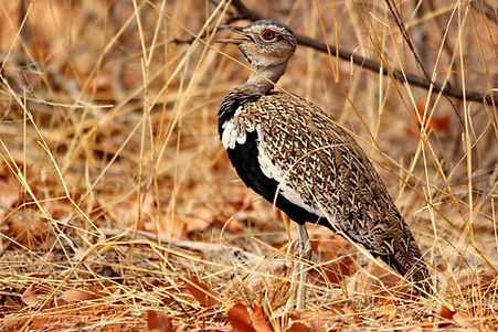 1201r red-crested korhaan.JPG
