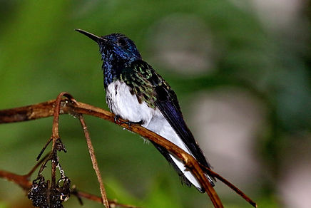2301 750A5021cr white-necked jacobin.JPG