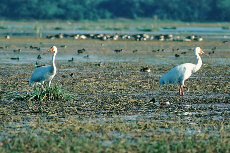 1841 crane, siberian keoladeo 2r.jpg