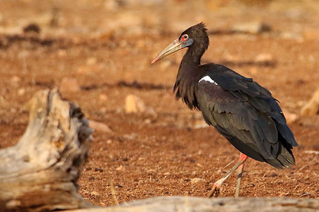 1063 750A2772c abdim's stork.JPG