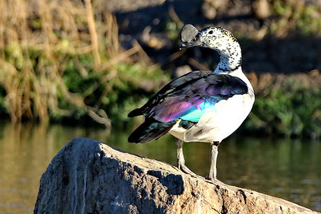 1081 750A3007c knob-billed duck.JPG
