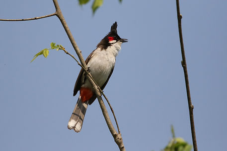2710 bulbul, red-whiskered bardia.jpg