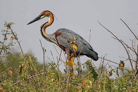 1020 750A5711c goliath heron.JPG