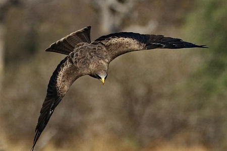 1122 750A0925c yellow-billed kite.JPG