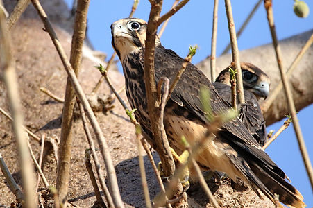 1166 750A2913cr peregrine falcon.JPG