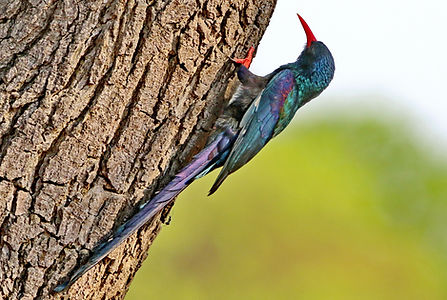 1432cr green wood hoopoe.JPG
