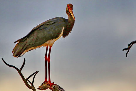 1058 750A5515c black stork.JPG