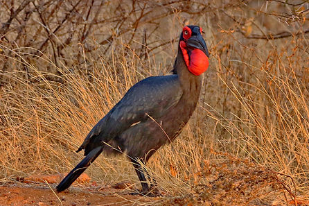 1321 750A4929c ground hornbill.JPG