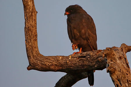 1146 750A3903cr gabar goshawk.JPG