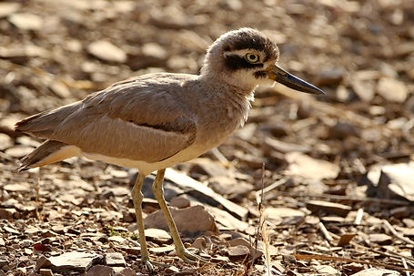 1870 thick-knee, great ranthambore r.JPG