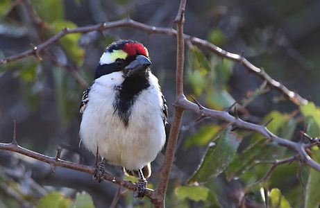 1352 750A5113 acacia pied barbet.JPG