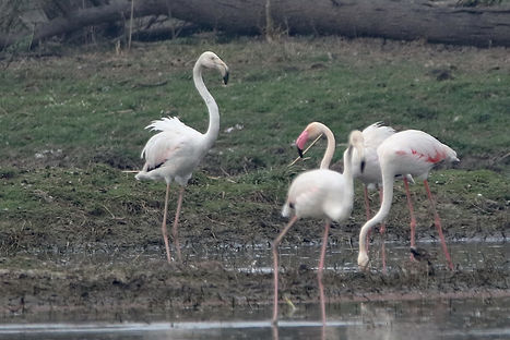 1220 flamingo, greater keoladeo.JPG