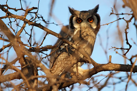 2920r owl, white-faced lipadi.jpg