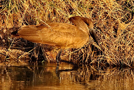 1070 750A1530c hamerkop.JPG