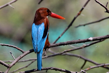 2421 kingfisher, white-breasted keoladeo 2 r.JPG