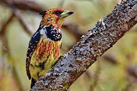 1346 750A5990c crested barbet.JPG