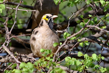 1565 750A6169c wattled starling.JPG