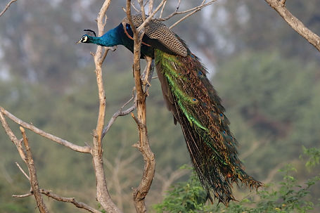 1712 peacock keoladeo r.JPG