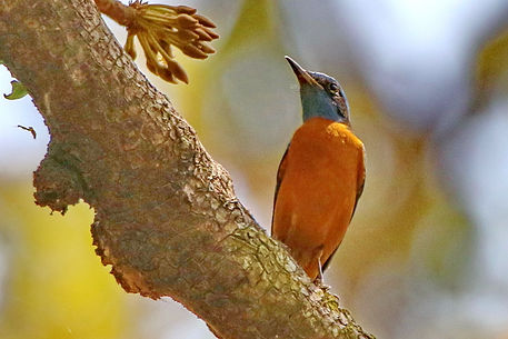 3000 thrush, blue-capped rock- bardia a.JPG
