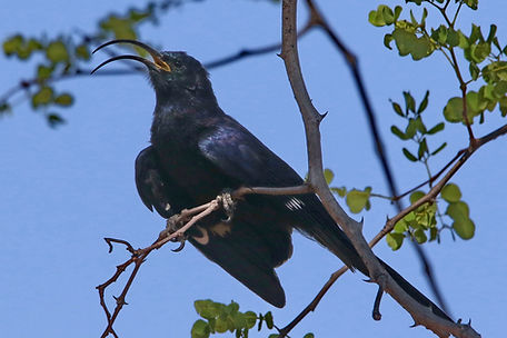 1437 750A3296cr scimitarbill.JPG