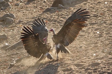 2371c vulture, hooded kruger.JPG
