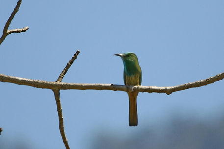 2460 bee-eater, blue-bearded bardia.JPG