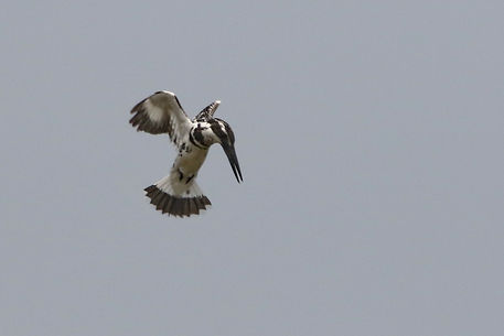 2410 kingfisher, pied bardia.JPG