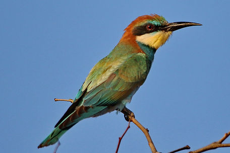 1310 750A1146c european bee-eater.JPG