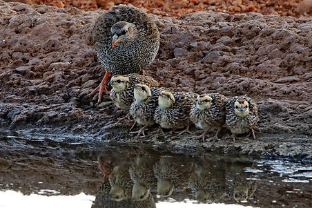1177 750A2406cr natal spurfowl.jpg