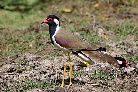 1500 lapwing, red-wattled keoladeo r.JPG