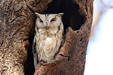 2310 owl, indian scops- ranthambore r.JPG