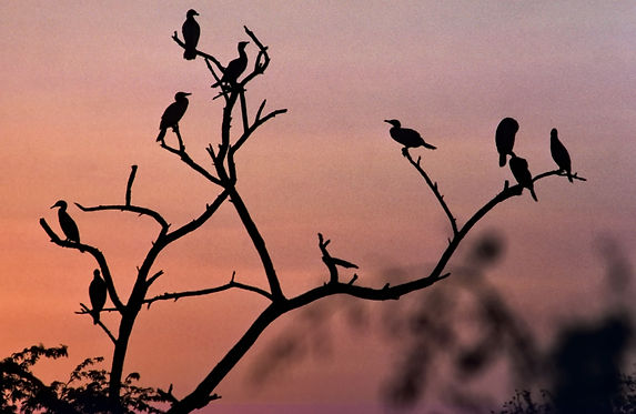 4000 keoladeo r.jpg