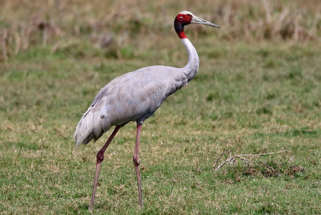 1823 crane, sarus keoladeo 3r.JPG