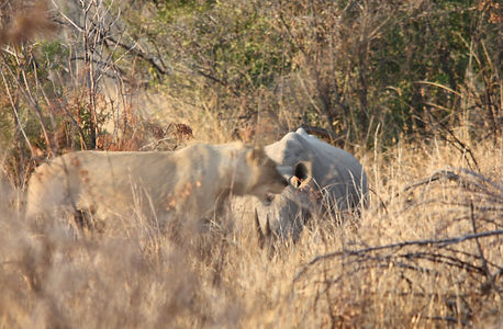 13RSA2008a 039.jpg