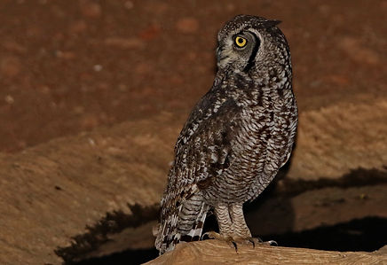 1264 750A3431c spotted eagle-owl.JPG