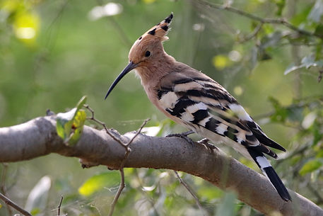 2479 hoopoe, common keoladeo 2 r.JPG