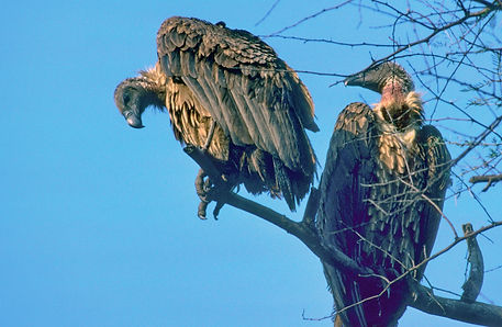 1902 vulture, a white-backed keoladeo 2r.jpg
